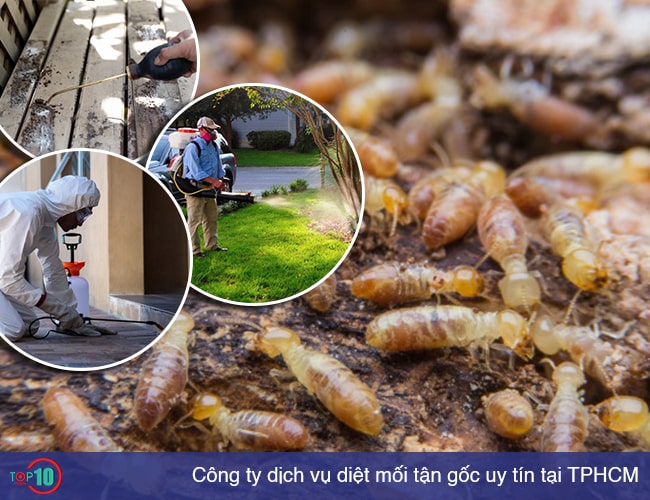 Dịch vụ Diệt Mối Và Côn Trùng Lan Anh