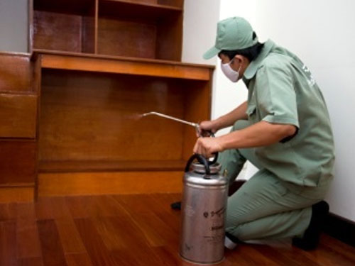 Dịch vụ Diệt Mối Và Côn Trùng Lan Anh