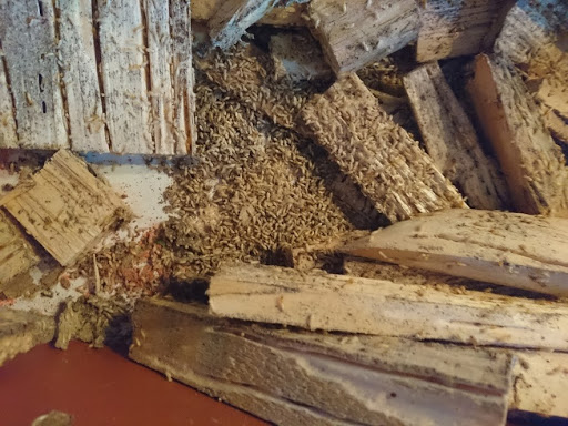 Dịch vụ Diệt Mối Và Côn Trùng Lan Anh