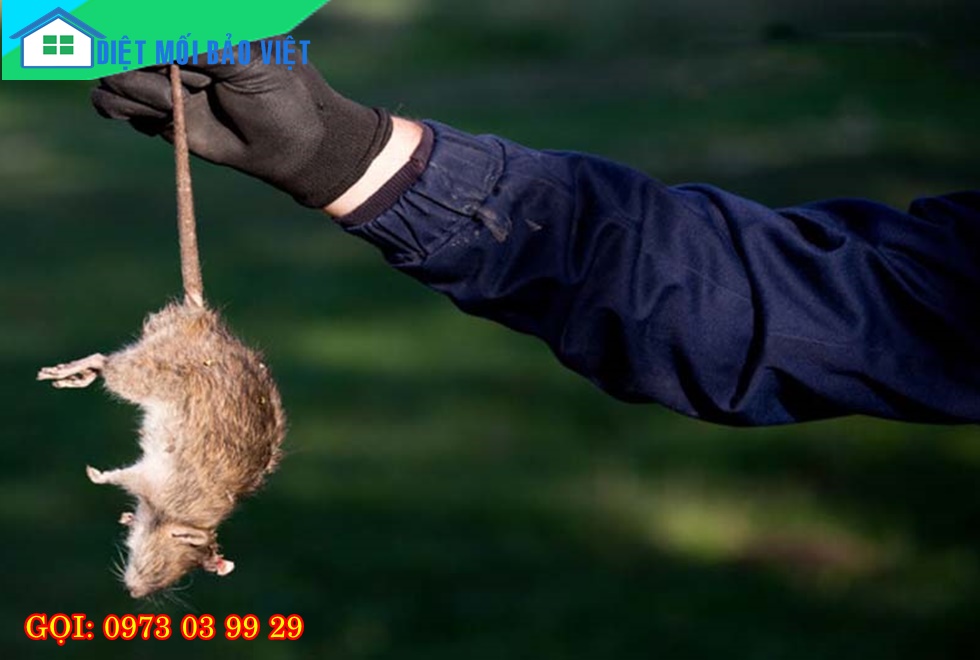 Dịch vụ Diệt Mối Và Côn Trùng Lan Anh