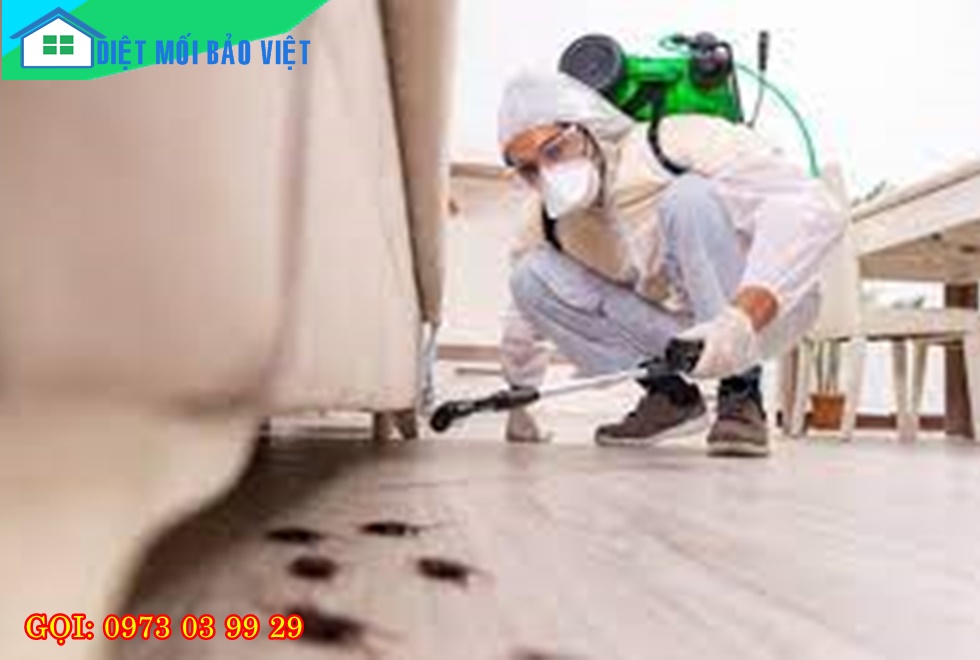 Dịch vụ Diệt Mối Và Côn Trùng Lan Anh