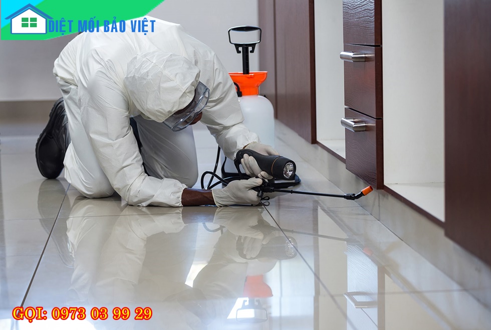 Dịch vụ Diệt Mối Và Côn Trùng Lan Anh
