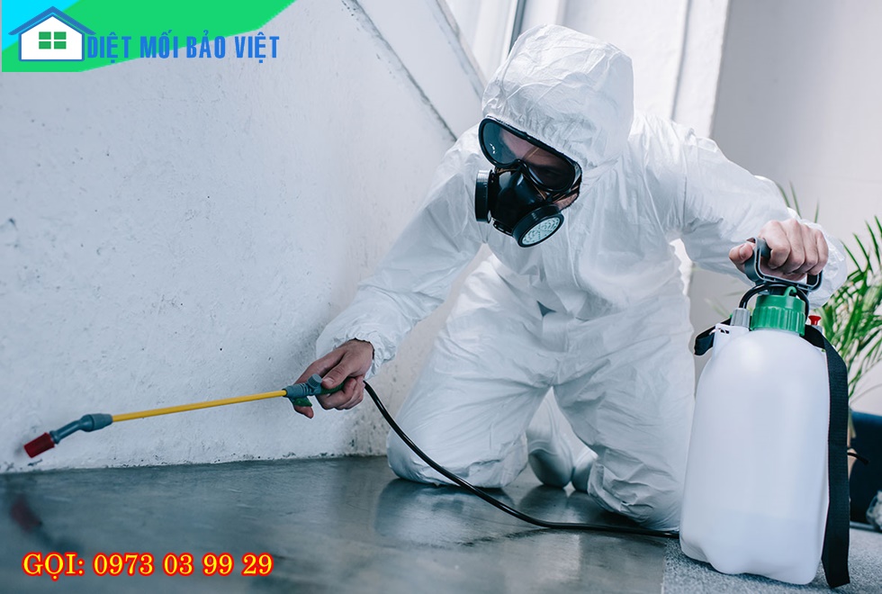 Dịch vụ Diệt Mối Và Côn Trùng Lan Anh