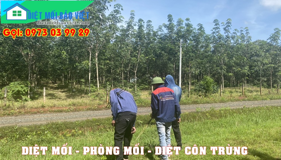 Dịch vụ Diệt Mối Và Côn Trùng Lan Anh